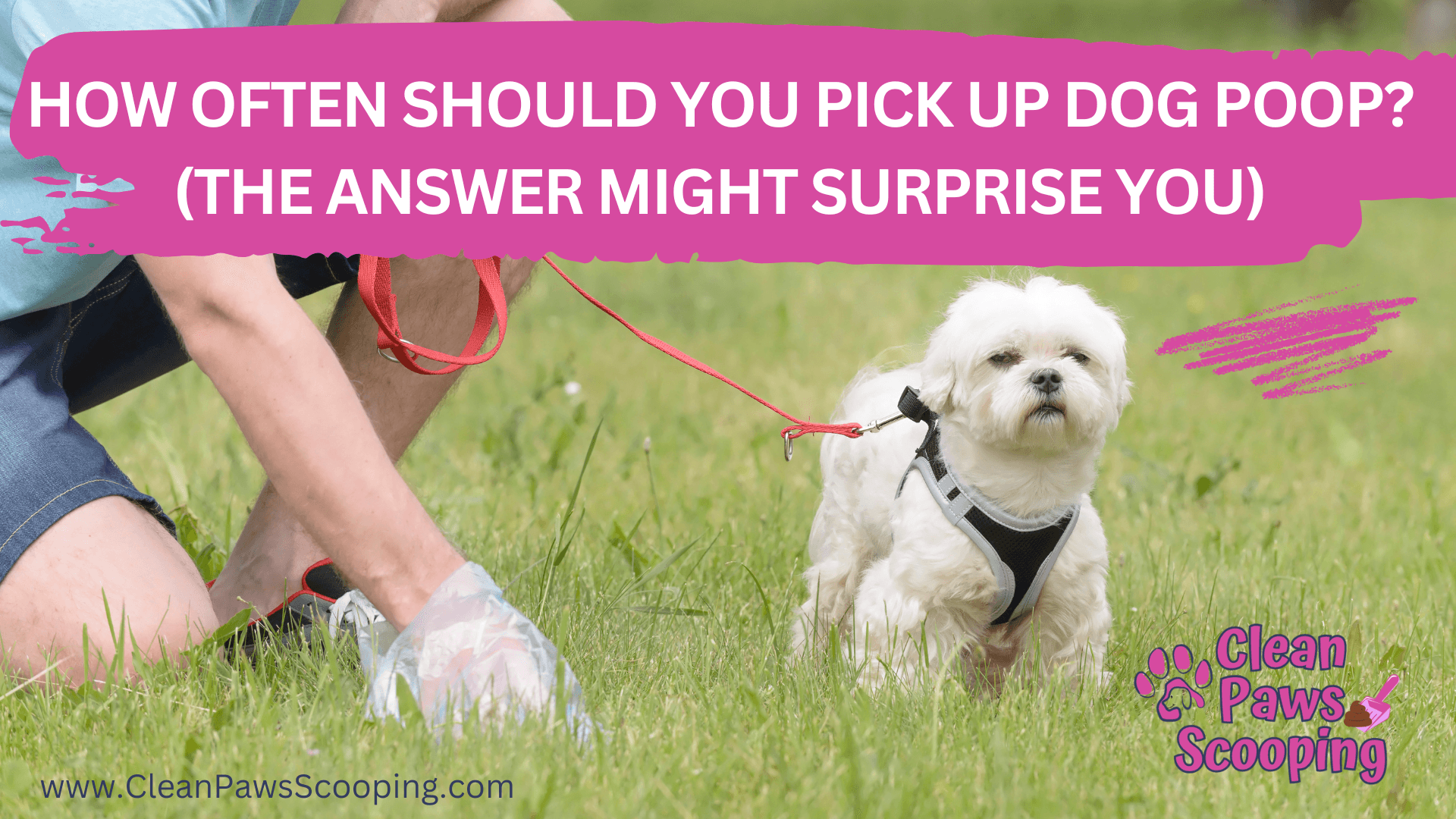 How_Often_Should_You_Pick_Up_Dog_Poop_(The_Answer_Might_Surprise_You)