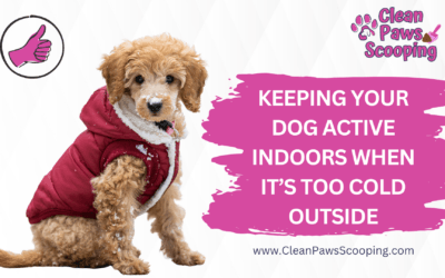 Keeping Your Dog Active Indoors When It’s Too Cold Outside
