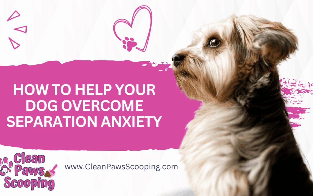 How to Help Your Dog Overcome Separation Anxiety
