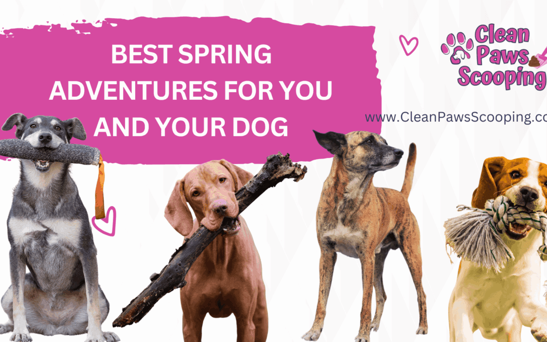 Best Spring Adventures for You and Your Dog