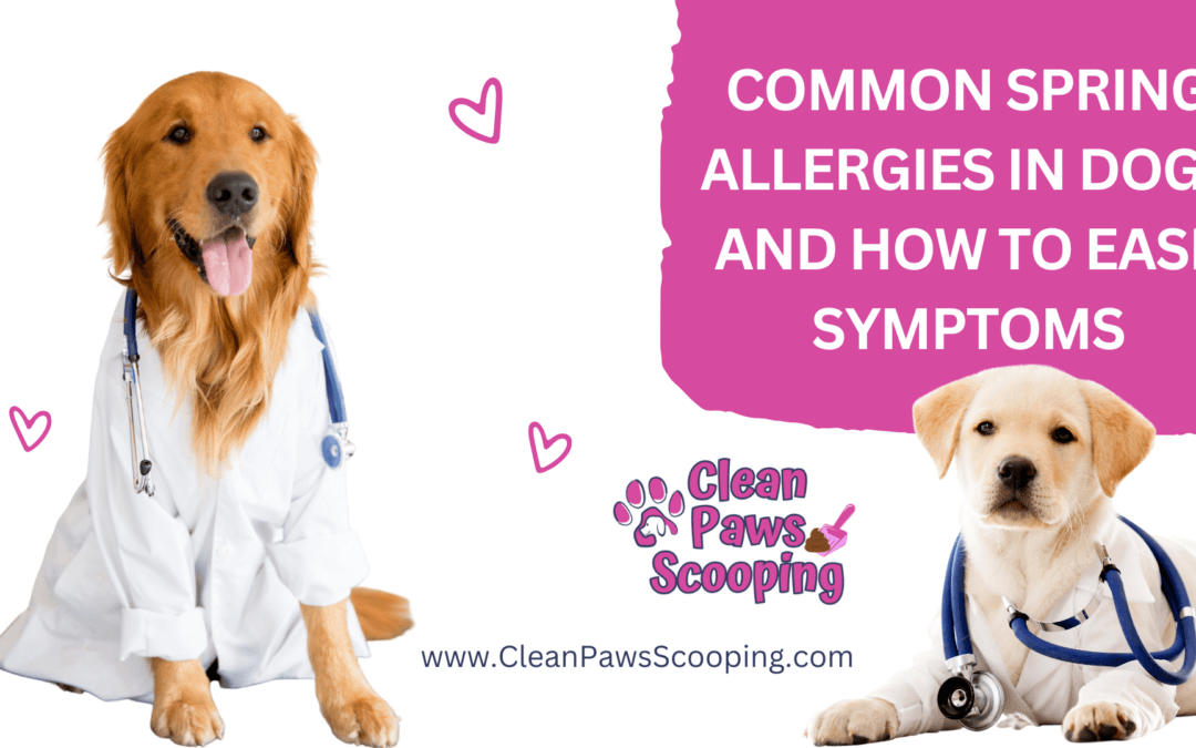 Common Spring Allergies in Dogs and How to Ease Symptoms
