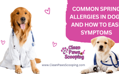 Common Spring Allergies in Dogs and How to Ease Symptoms