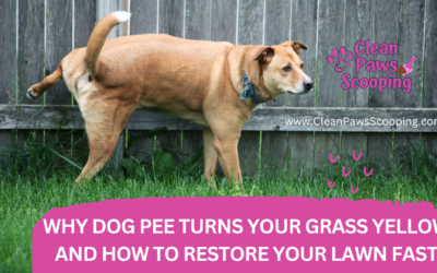 Why Your Lawn Turns Yellow from Dog Pee and How to Fix It for Good