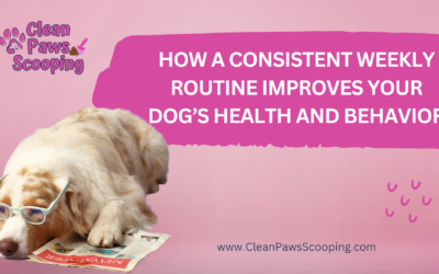 How a Consistent Weekly Routine Improves Your Dog’s Health and Behavior