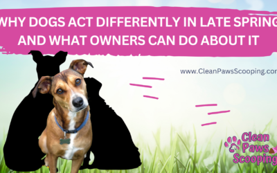 Why Dogs Act Differently in Late Spring and What Owners Can Do About It