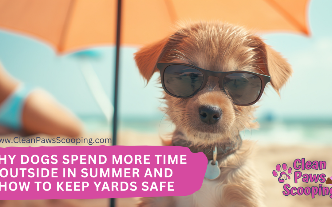 Why Dogs Spend More Time Outside in Summer and How to Keep Yards Safe