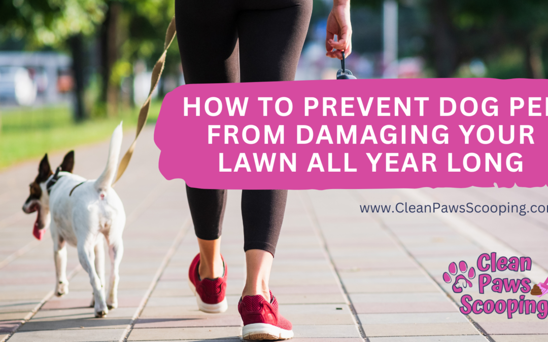 How to Prevent Dog Pee From Damaging Your Lawn All Year Long