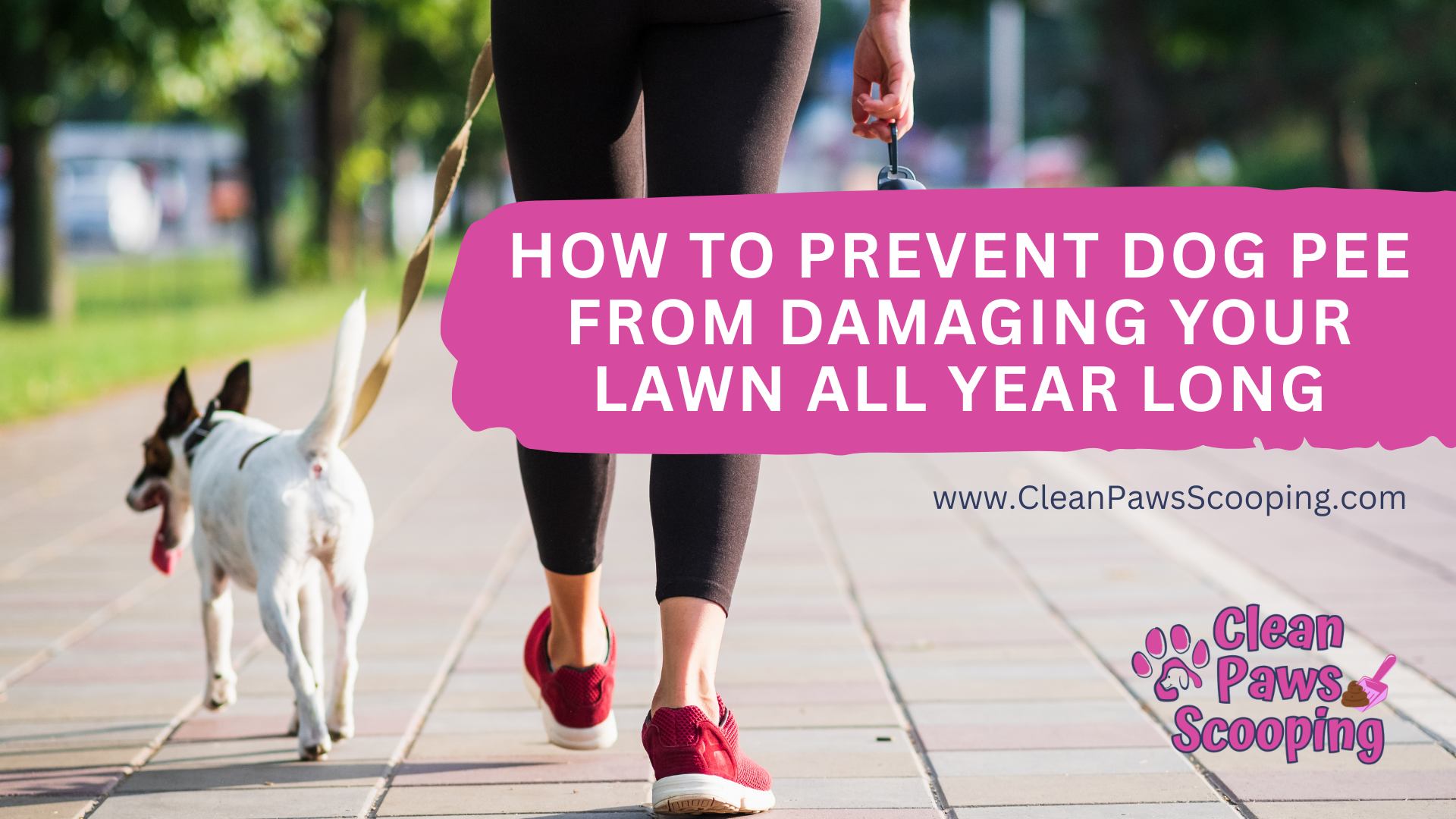How_to_Prevent_Dog_Pee_From_Damaging_Your_Lawn_All_Year_Long