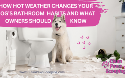 How Hot Weather Changes Your Dog’s Bathroom Habits and What Owners Should Know