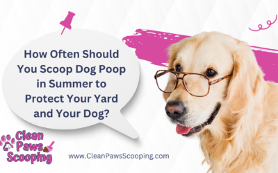 How Often Should You Scoop Dog Poop in Summer to Protect Your Yard and Your Dog