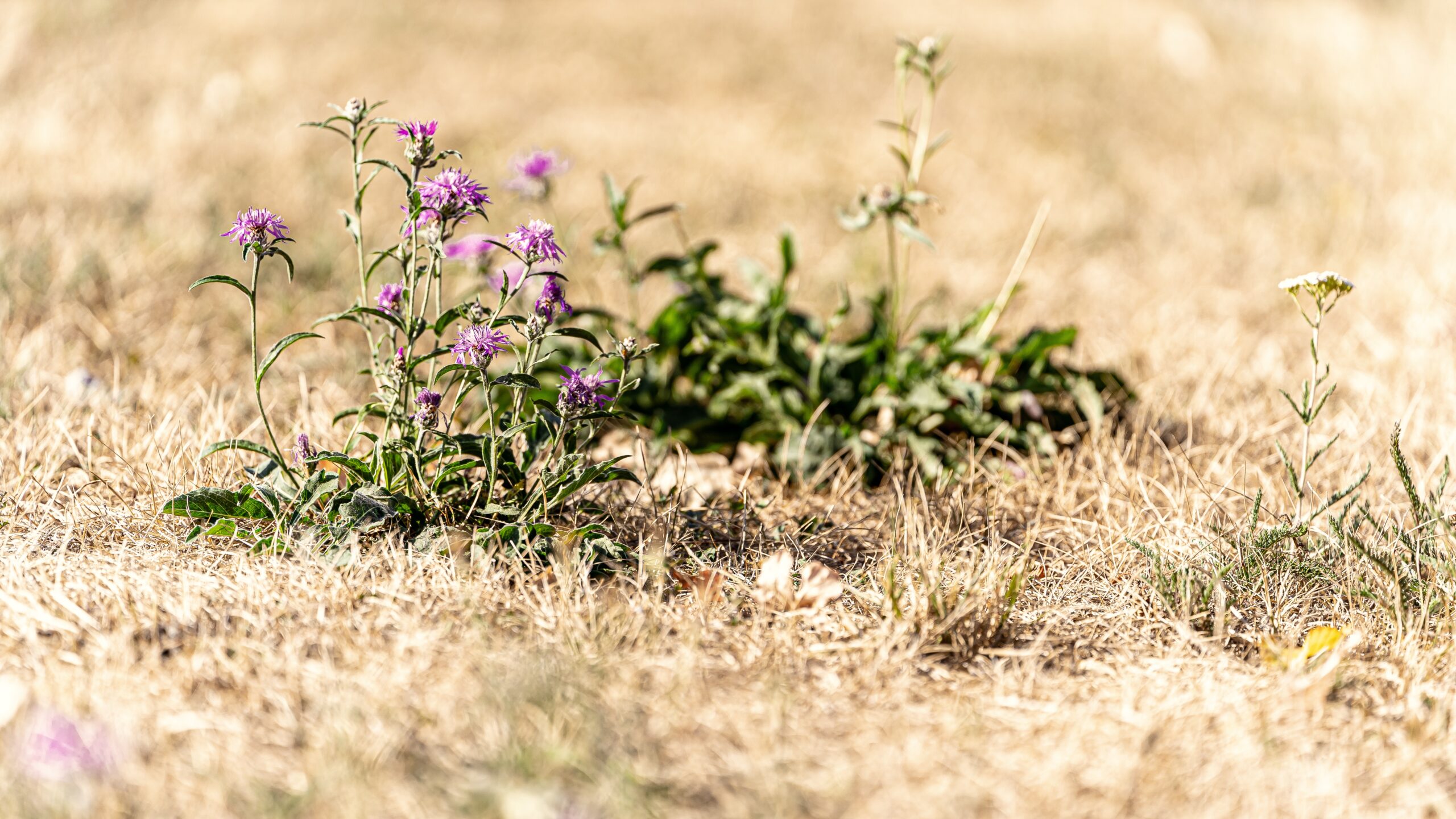 daschorsch-flowers-7378086