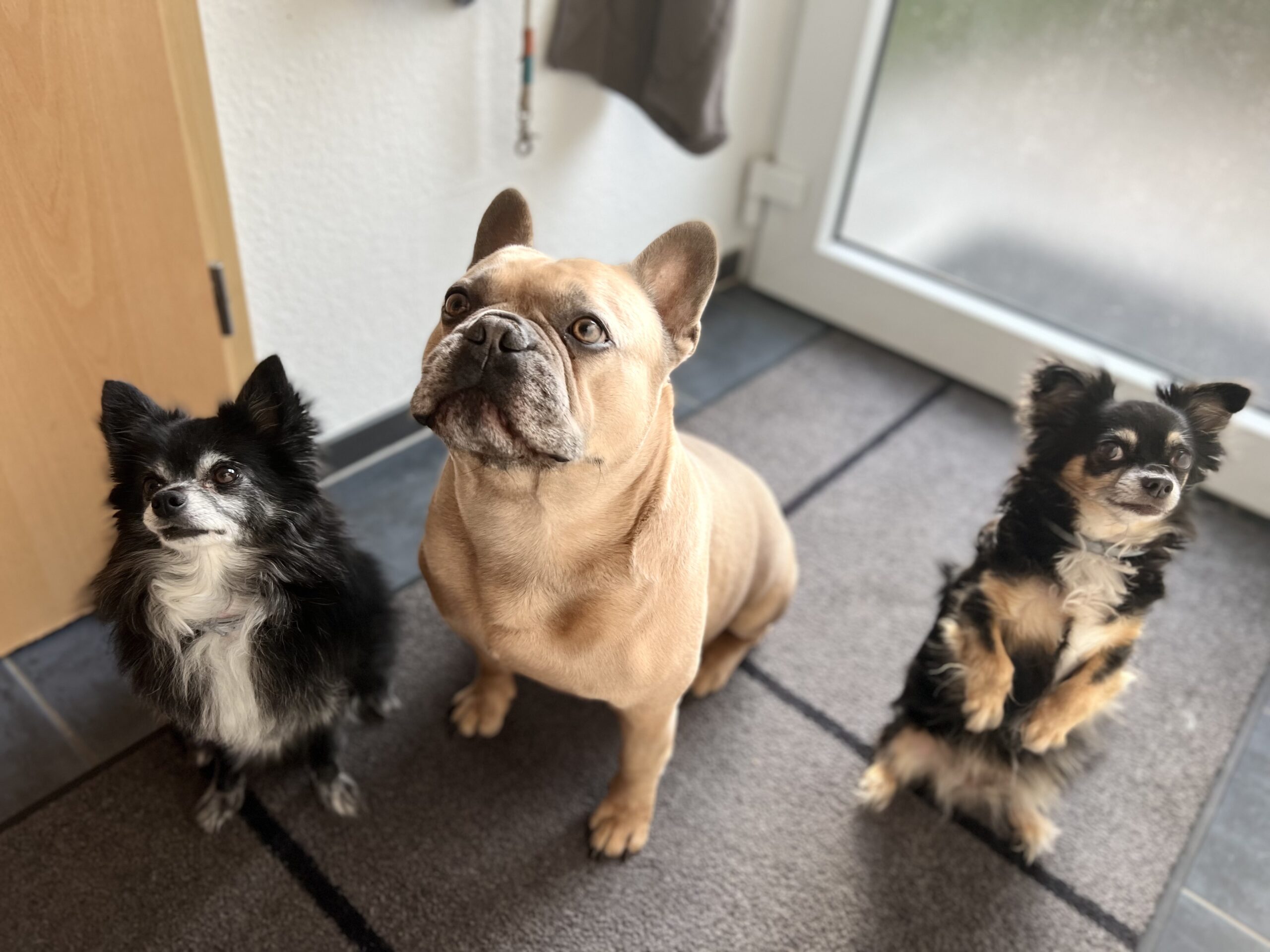 mylene2401-dogs-7454682