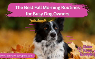 The Best Fall Morning Routines for Busy Dog Owners