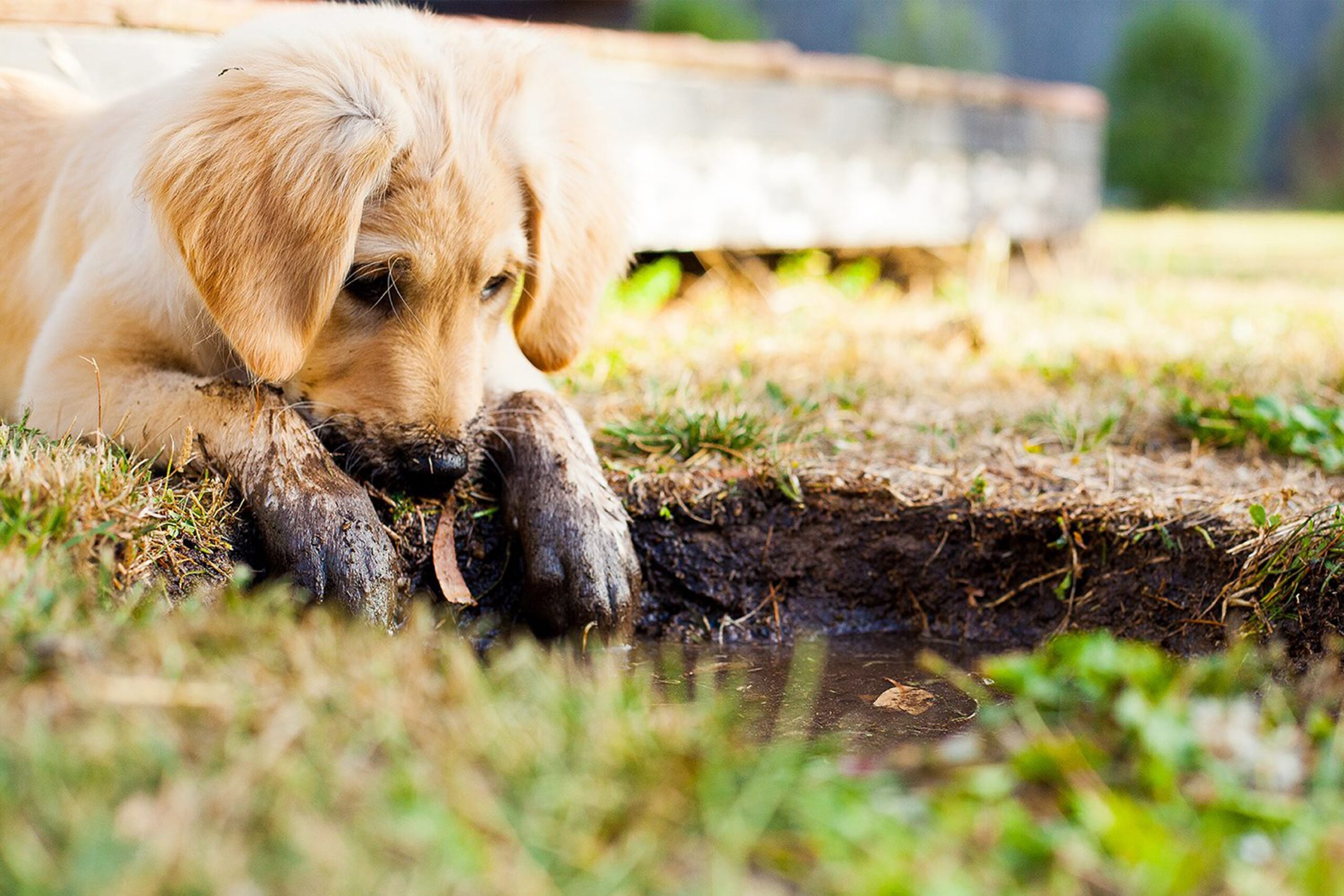 rachyt73-puppy-5413165